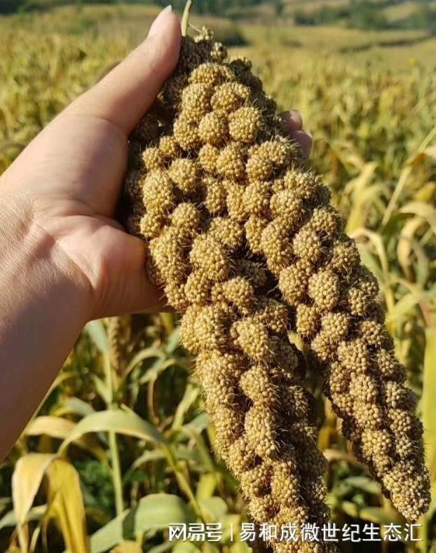 诏安有啥富硒的产品（富硒产品价格）-硒宝网