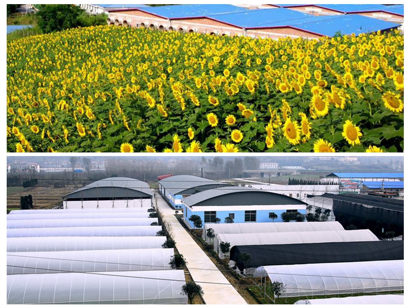 怎样经营富硒农产品(富硒农产品产业链)-硒宝网