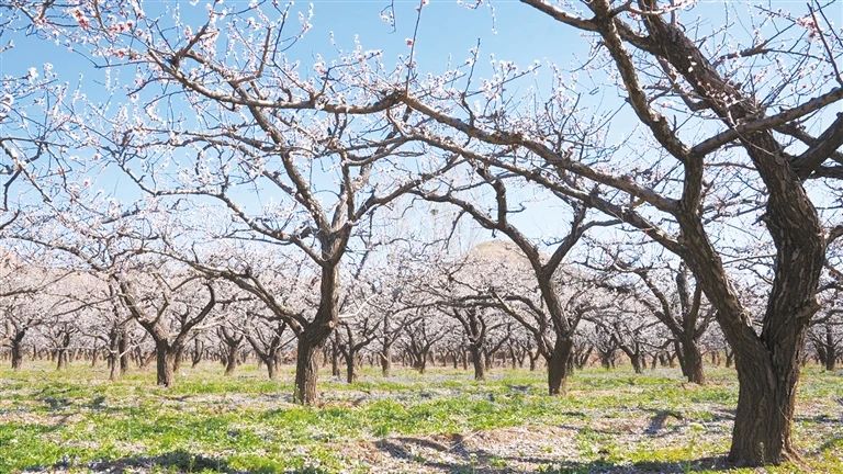 天然富硒农产品之乡（天然富硒食品）-硒宝网