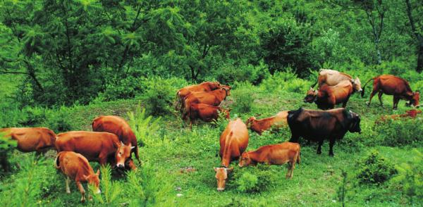 天然富硒农产品之乡(天然富硒土地)-硒宝网