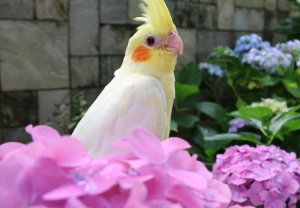 申请富硒农产品认定(富硒农产品认证机构)-硒宝网