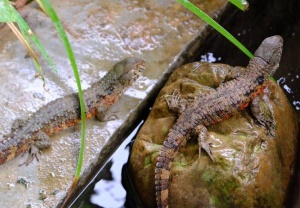 申请富硒农产品认定(富硒农产品认证机构)-硒宝网