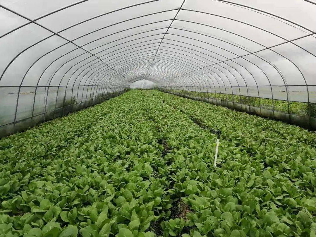 富硒农产品综合标准（富硒农产品硒含量标准）-硒宝网