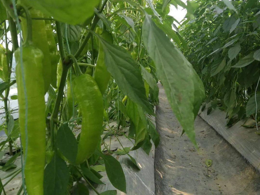 富硒农产品综合标准（富硒农产品硒含量标准）-硒宝网