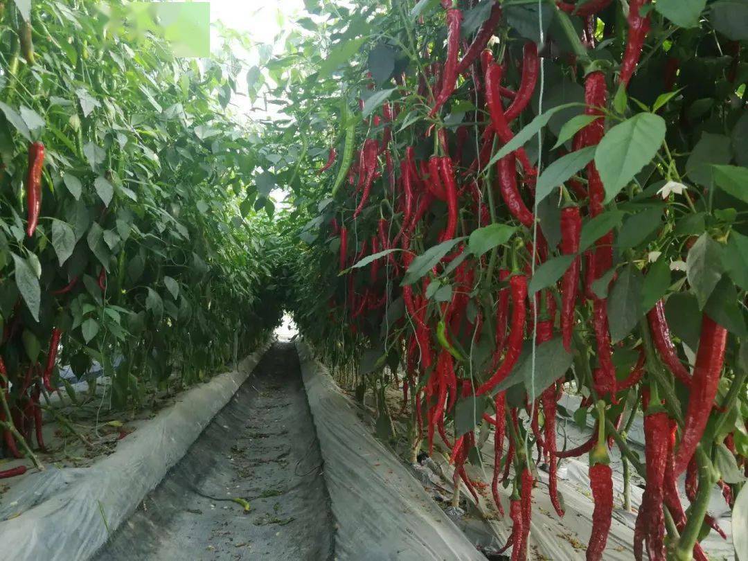 富硒农产品综合标准（富硒农产品硒含量标准）-硒宝网