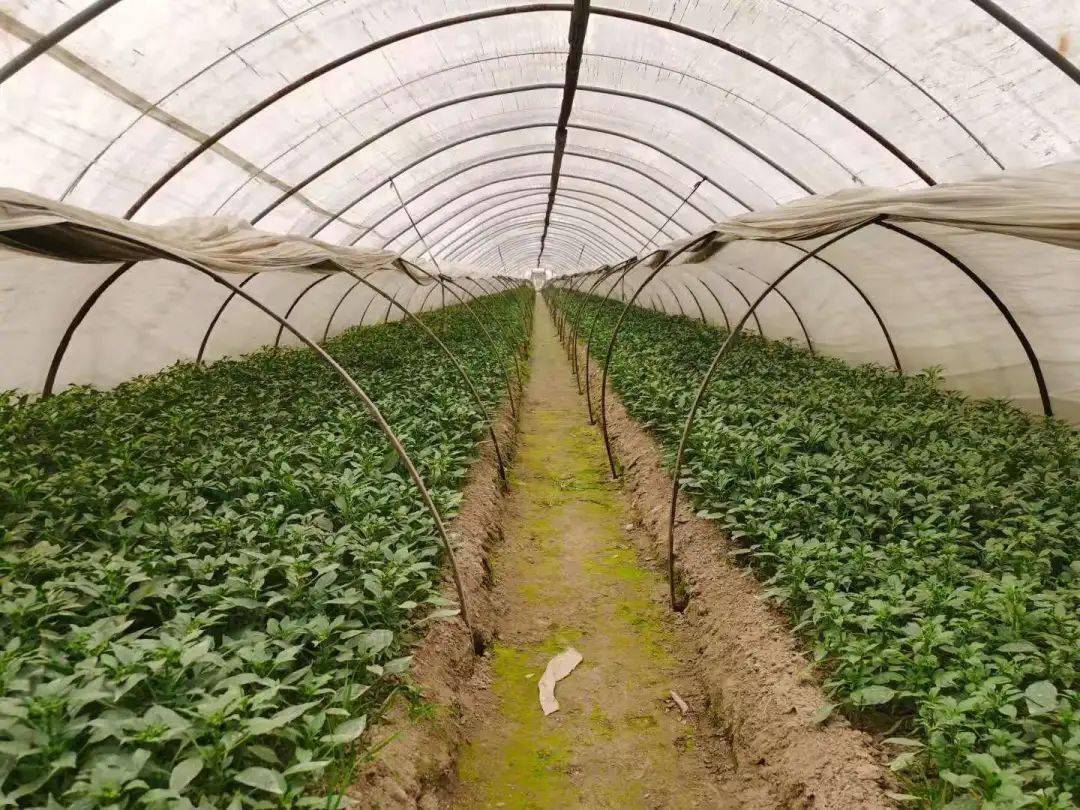 富硒农产品综合标准（富硒农产品硒含量标准）-硒宝网