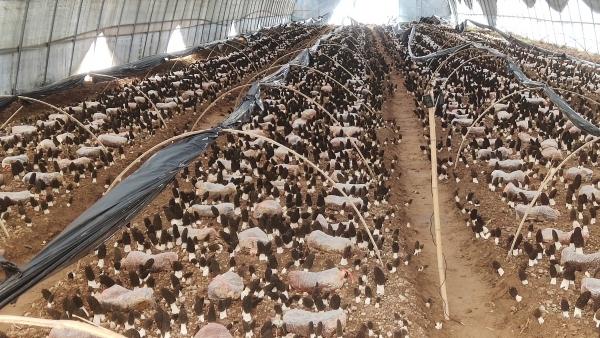 河南郏县富硒农产品(河南富硒农产品协会)-硒宝网