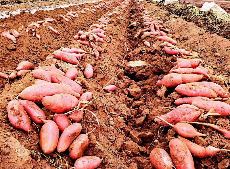 富硒农产品产业振兴(振兴农产业富硒产品是什么)-硒宝网