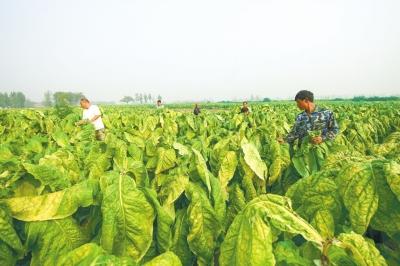 河南郏县富硒农产品(河南富硒生态园)-硒宝网