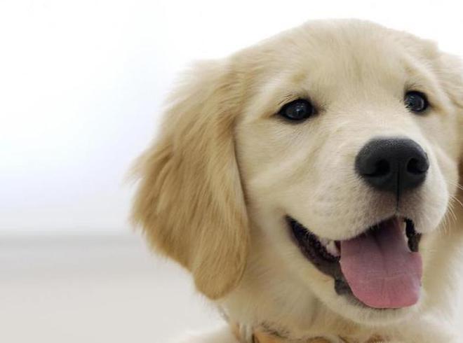 怎么给狗补钙(狗怎么补钙效果好)-硒宝网