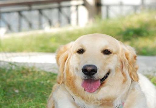 怎么给狗补钙(狗怎么补钙效果好)-硒宝网