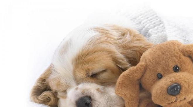 怎么给狗补钙(狗怎么补钙效果好)-硒宝网