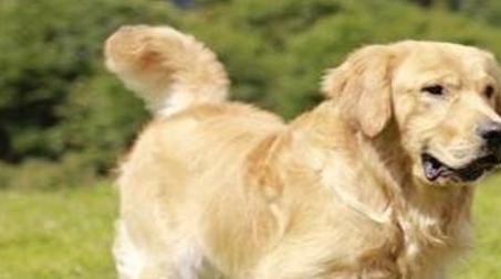 怎么给狗补钙(狗怎么补钙效果好)-硒宝网