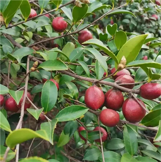 富硒农产品监督检测（富硒食品检测）-硒宝网