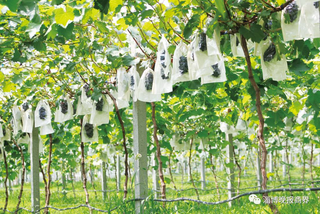 打造富硒农产品品牌（富硒农业）-硒宝网