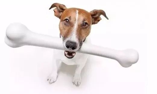 幼犬需要补钙吗（幼犬补钙需要补多久）-硒宝网