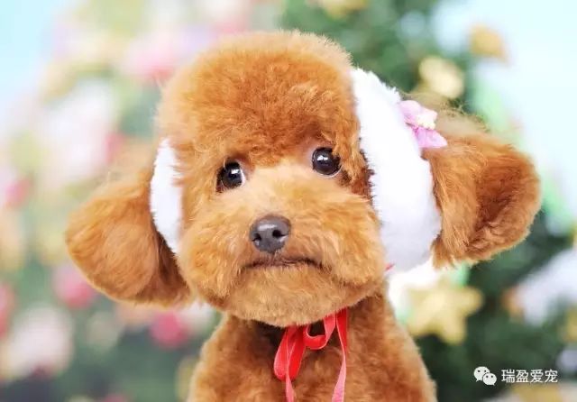 幼犬需要补钙吗（幼犬补钙需要补多久）-硒宝网