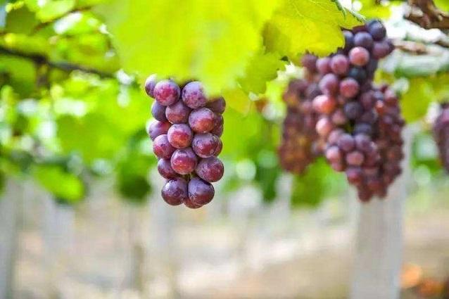 有机富硒产品怎么样(富硒产品是骗局)-硒宝网