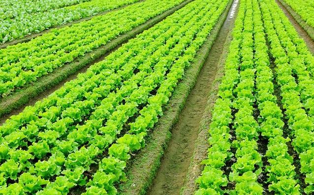 有机富硒产品怎么样(富硒产品是骗局)-硒宝网