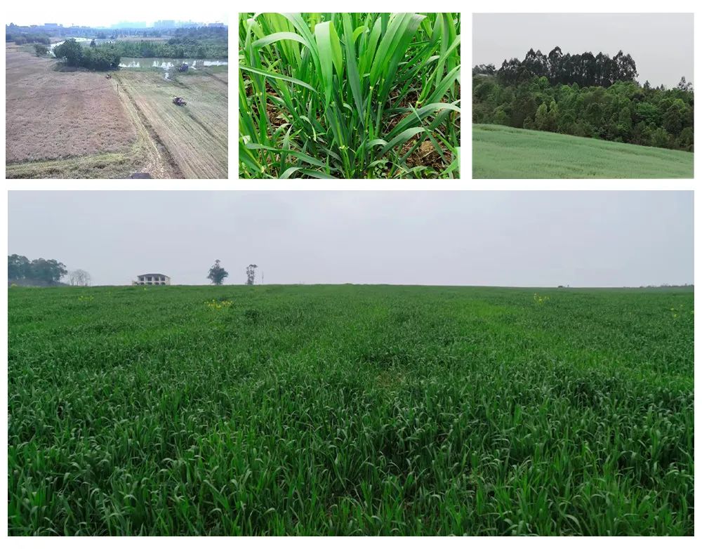 希望田野富硒农产品（富硒稻田）-硒宝网