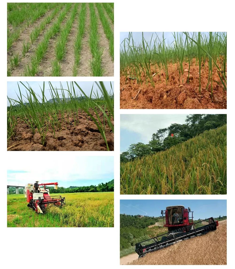 希望田野富硒农产品（富硒稻田）-硒宝网