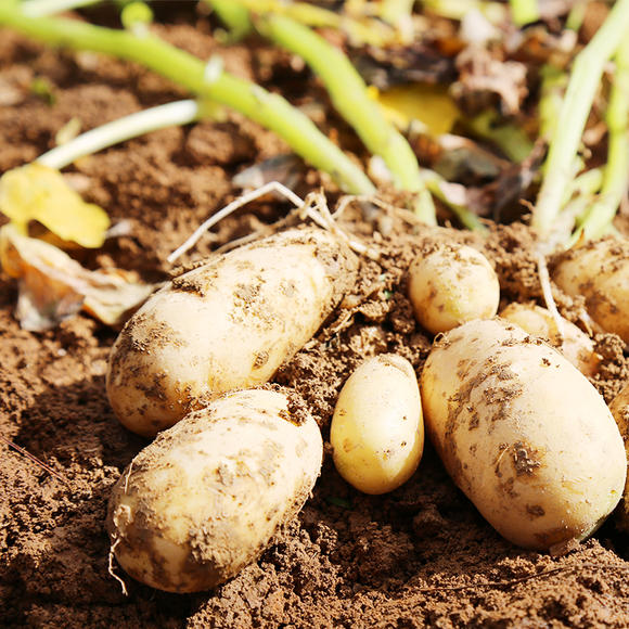 优质绿色富硒农产品(富硒生态农业)-硒宝网