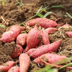 富硒恩施农产品优势(恩施富硒)-硒宝网