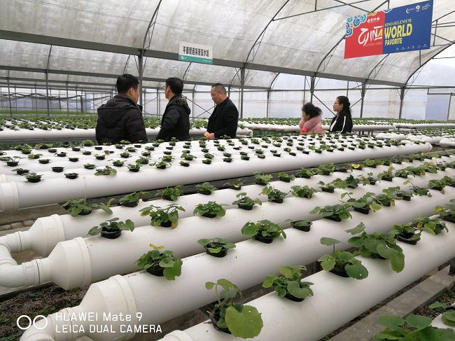 富硒恩施农产品优势(恩施富硒茶)-硒宝网