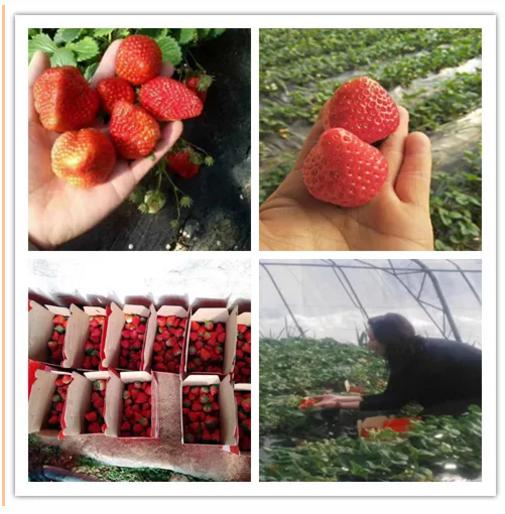 博山富硒产品有哪些(博山富硒产品有哪些品种)-硒宝网