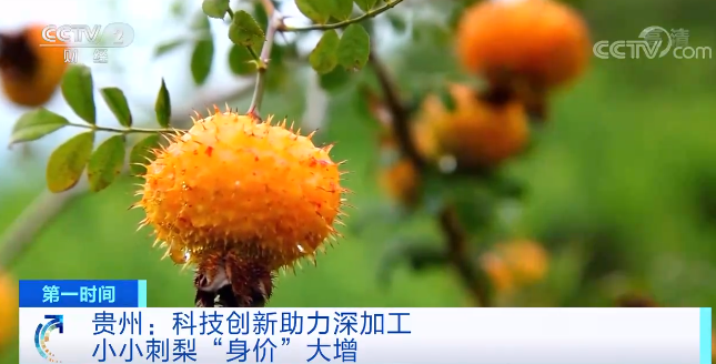 贵州特色富硒农产品（贵州富硒茶多少钱一斤）-硒宝网