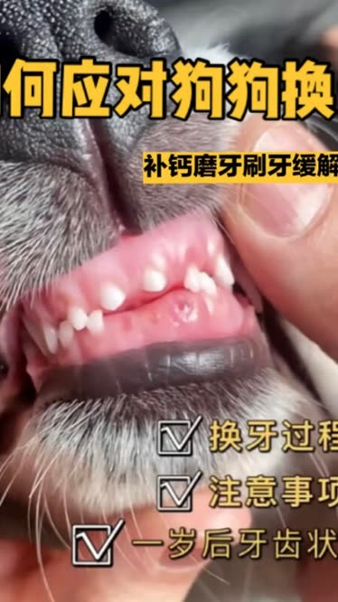 换牙期需要补钙吗（换牙补钙需要补锌吗）-硒宝网