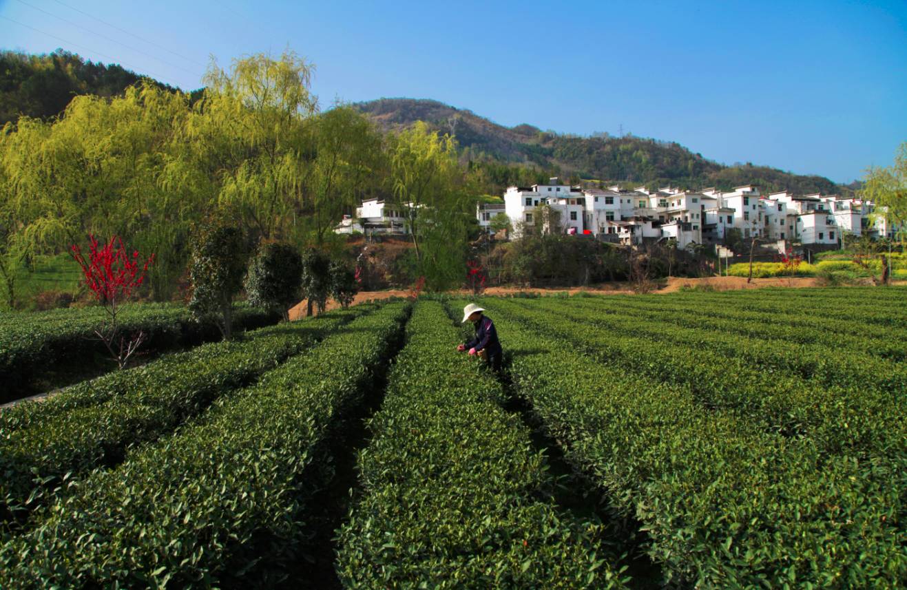 希望田野富硒农产品(富硒试验田)-硒宝网