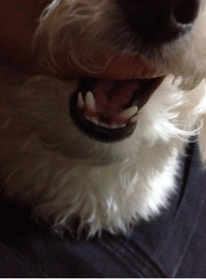 换牙期需要补钙吗（补钙期换牙需要多长时间）-硒宝网