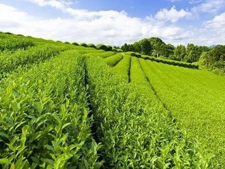 富硒农产品开发建议(富硒农场产品)-硒宝网