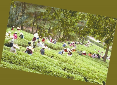 富硒农产品都有什么(富硒农业)-硒宝网