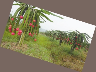 富硒农产品都有什么(富硒农业)-硒宝网