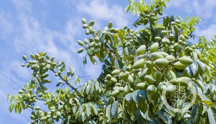 富硒农产品新闻采访(富硒产品的调查和分析)-硒宝网