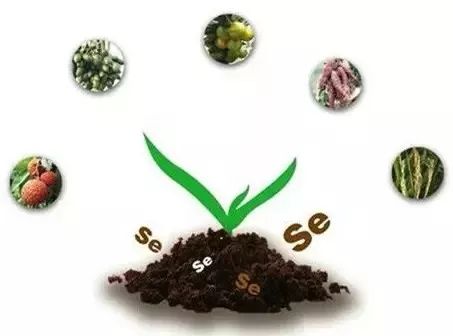 生态富硒绿色农产品（富硒生态食品）-硒宝网