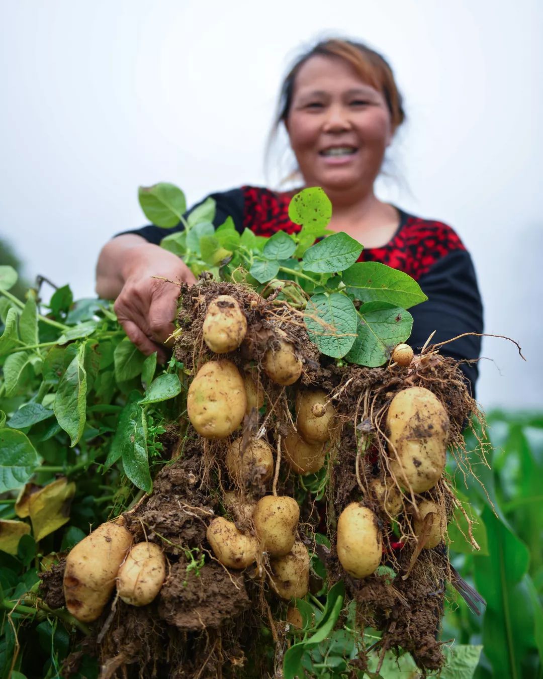生态富硒绿色农产品（富硒生态食品）-硒宝网