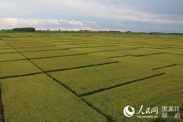 海伦有那此富硒产品（海伦富硒大米央视报道）-硒宝网
