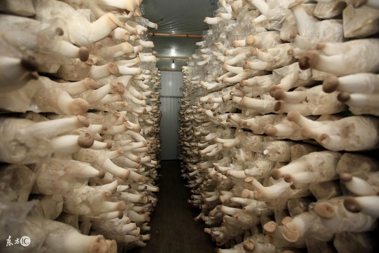 广西富硒农产品标志(广西富硒农产品认证在哪里办理)-硒宝网