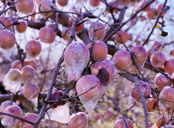 广西富硒农产品标志(广西富硒农产品标准)-硒宝网