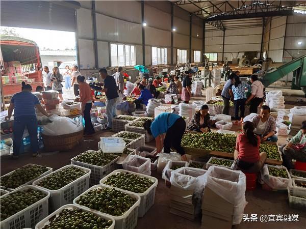 宜宾屏山富硒农产品(宜宾橙乡富硒公司)-硒宝网