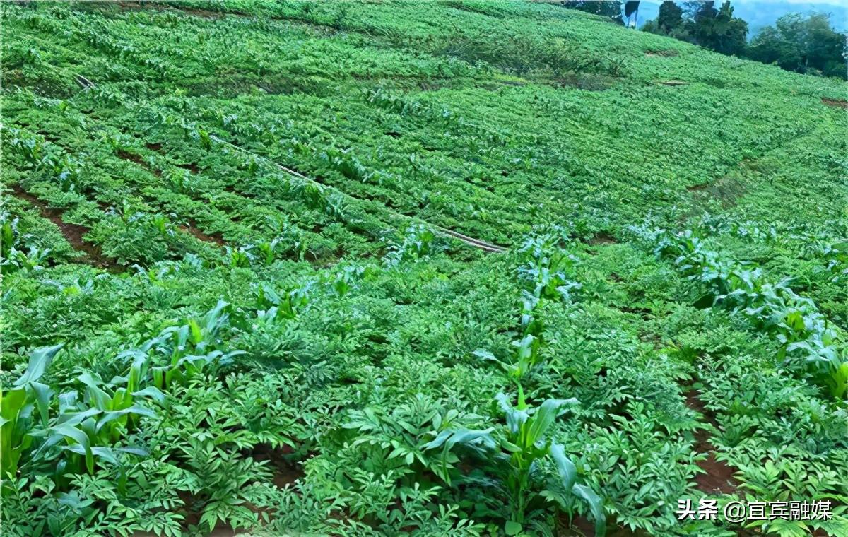 宜宾屏山富硒农产品(宜宾橙乡富硒公司)-硒宝网