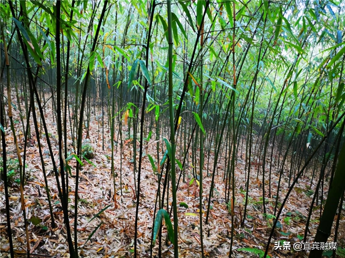 宜宾屏山富硒农产品(宜宾橙乡富硒公司)-硒宝网