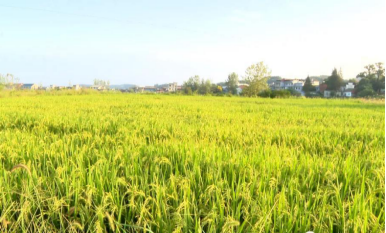 恩施富硒农产品市?。ǘ魇└晃┎方灰字行模?硒宝网