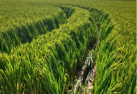 恩施富硒农产品市?。ǘ魇└晃┎方灰字行模?硒宝网