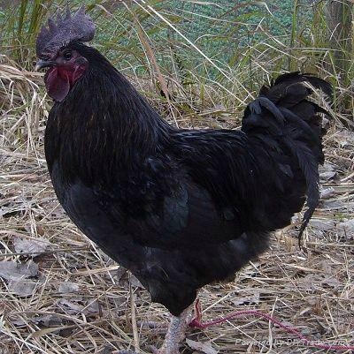 江西富硒农产品标准(江西省富硒农产品标准)-硒宝网