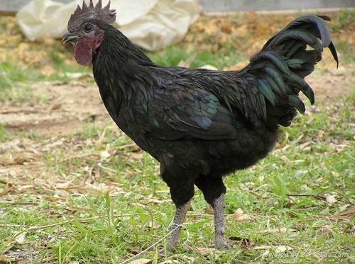 江西富硒农产品标准(江西省富硒农产品标准)-硒宝网