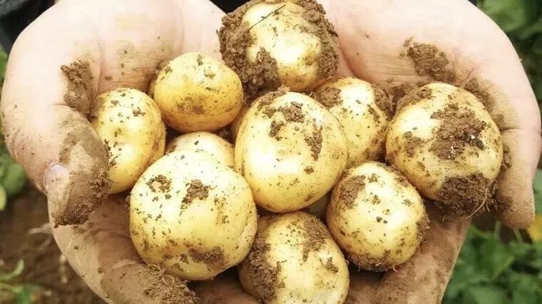 恩施富硒农产品市?。ǘ魇└晃┎放⑹谐。?硒宝网